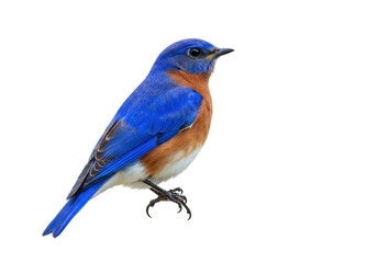 Isolated Eastern Bluebird, a vibrant bird species with bright blue feathers and orange throat plumage