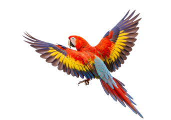 Isolated scarlet macaw, a vibrant and colorful South American parrot in flight, plumage details
