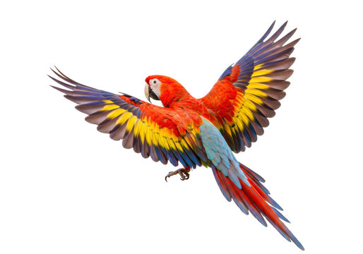 Isolated scarlet macaw, a vibrant and colorful South American parrot in flight, plumage details