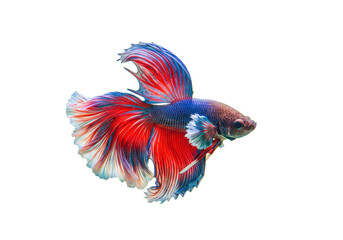 Obraz premium Isolated Betta splendens, Siamese fighting fish with vibrant red and blue fins, graceful pet