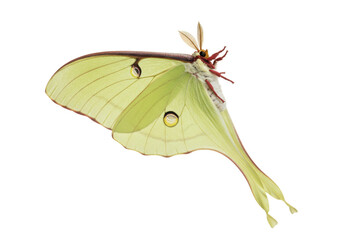 Isolated luna moth, pale green color with prominent eyespots and elegant tail streamers, detail © Natalia