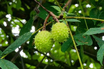 Fruits du marronnier d'Inde.
