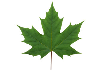 Isolated green sugar maple leaf, simple and vivid color for autumn, season, design