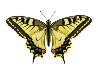 Isolated Eastern Tiger Swallowtail with yellow and black wings spreading in flight posture