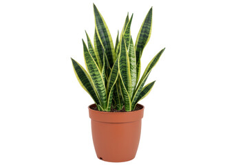 Isolated Sansevieria trifasciata plant with decorative leaves potted in a clay pot indoors