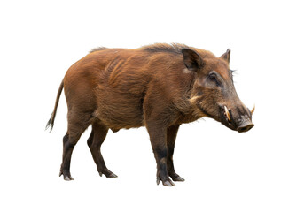 Isolated Adult Warthog Stands Profile Facing Right, Big Tusks, an African Mammal Animal