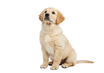 Isolated golden retriever puppy dog sitting looking up with interest, cut out studio shot