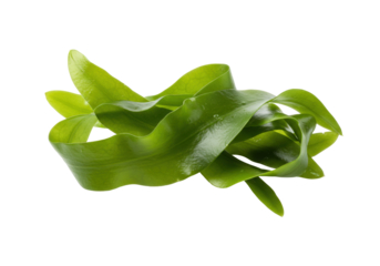 Isolated Cryptocoryne plant natural decor element for aquarium and paludarium design style