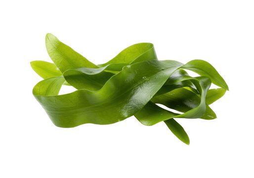 Isolated Cryptocoryne plant natural decor element for aquarium and paludarium design style