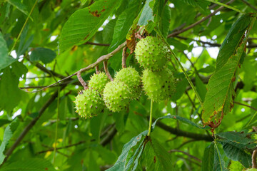 Capsule &eacute;pineuse du marronnier d'Inde.