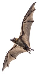 Fototapeta premium Flying bat isolated on transparent a white background