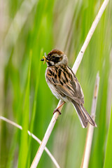 Female Reed Bunting Holds Insects In Beak For Chicks