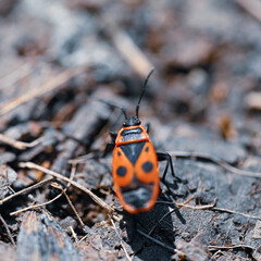 ladybird on a leaf