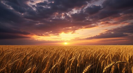 wheat field at sunset