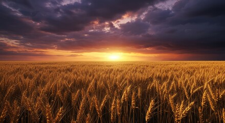 field of wheat