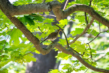 Common blackbird in the tree crown. colorful wildlife photo. close-up. blurred background