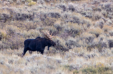 Bull Shiras Moose During the Rut in Autumn in Wyoming