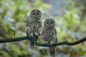 エゾフクロウの兄弟