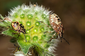 shield bugs. bug family. blurred background. wildlife. colorful detailed macro photo of an insect. close-up. text space. screensaver. bokeh