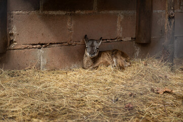 A small mouflon calf lies on hay in a barn near the wall.