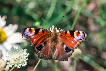 butterfly. wildlife. colorful detailed macro photo of an insect. close-up. space for text....