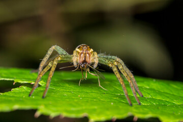 spider on a blurred background. wildlife. colorful detailed macro photo of an insect. close-up. space for text. screensaver. bokeh