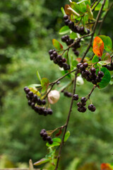 chokeberry. ripe berries on a blurred background with highlights and bokeh. colorful macro photo of berries. screensaver. medicinal berry. close-up.