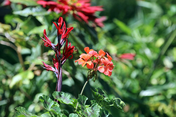 Macro image of Indian Shot and Geranium blooms, Kenya Africa
