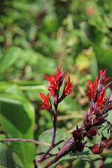 Macro image of Indian Shot blooms, Kenya Africa
