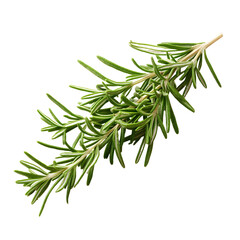 Fototapeta premium Fresh Rosemary Branch with Soft Shadow Isolated on White Background