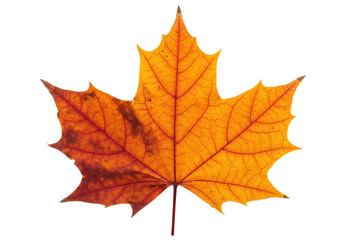 Isolated autumn maple leaf with vibrant seasonal colors, no background for fall design