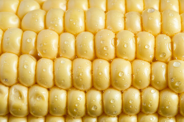 Close-up of corn cob with golden kernels aligned, covered with water drops. Fresh, juicy, and natural food background perfect for nutrition and organic themes. Full frame