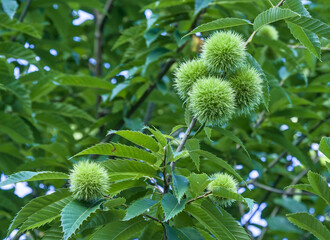 Chestnuts on Branch