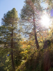 Bergwald im Herbst