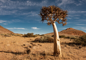 A quiver tree in the arid landscape of the Richtersveld in the Northern Cape region of South Africa