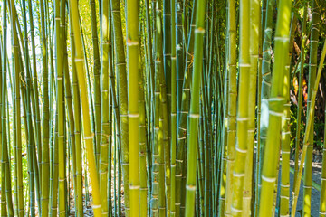 Obraz premium bamboo plant trunks