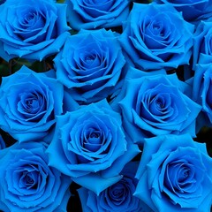 Obraz premium Blue roses abstract floral background 