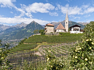 Weinberg und Obstanbau im Passeiertal (Italien)
