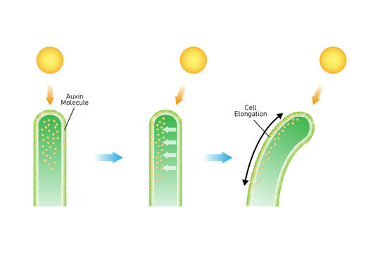Phototropism Process Science Design. Vector Illustration.
