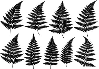 Fern Silhouettes Botanical Set Vector for Nature, Plants, and Decorative Design