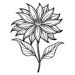 ligularia dentata line art vector on white 