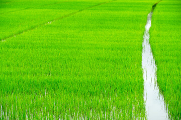 Vibrant Green Rice Field with Flowing Water in Agricultural Landscape