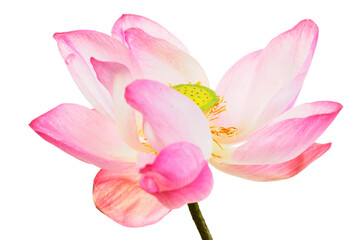 Beautiful Pink Lotus Flower on White Background, Natural Serenity