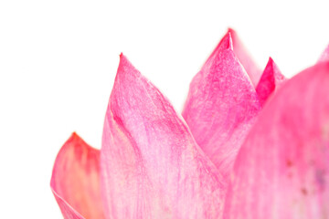 Delicate Pink Petals of a Water Lily Close-Up with Soft Focus