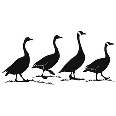 silhouettes of ducks goose