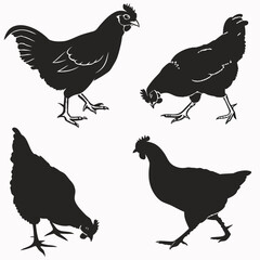 set of chicken silhouettes hen