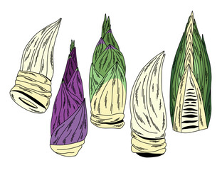 Hand-drawn bamboo shoots in different shapes and colors vector whole and in cross-section