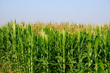 Lush Green Cornfield with Tassels under a Clear Blue Sky