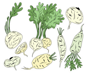 Vegetable set of japanese radish with stems and roots, daikon in doodle style on white