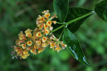Close-up of Buddeleja “Honeycomb”. Yellow Buddleja davidii flowers in the garden. Also called Butterfly bush